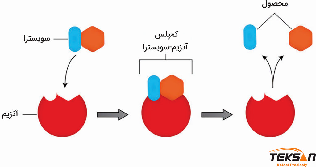 اتصال آنزیم و سوبسترا و تشکیل کمپلس آنزیم-سوبسترا